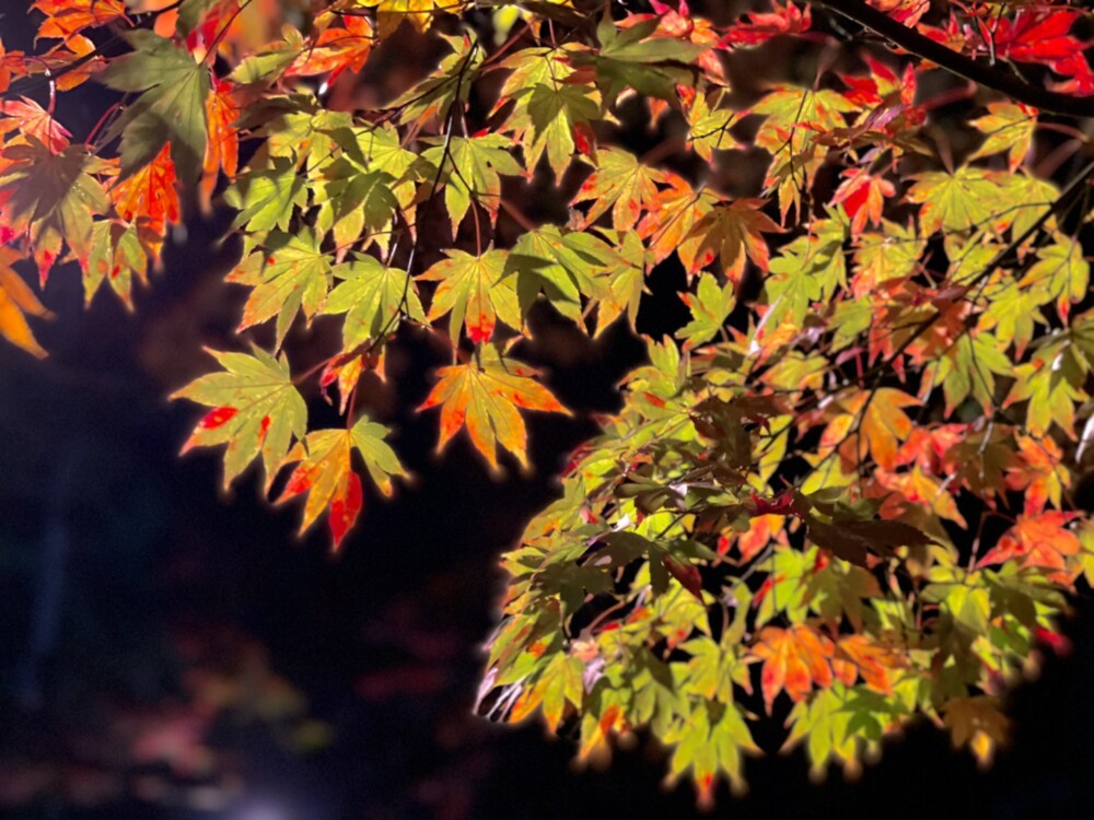 大原野神社の紅葉ライトアップ　2020年11月23日　撮影：MKタクシー