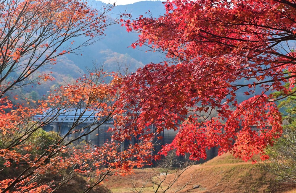 大野ダム公園の紅葉　見頃　2022年11月19日　撮影：MKタクシー
