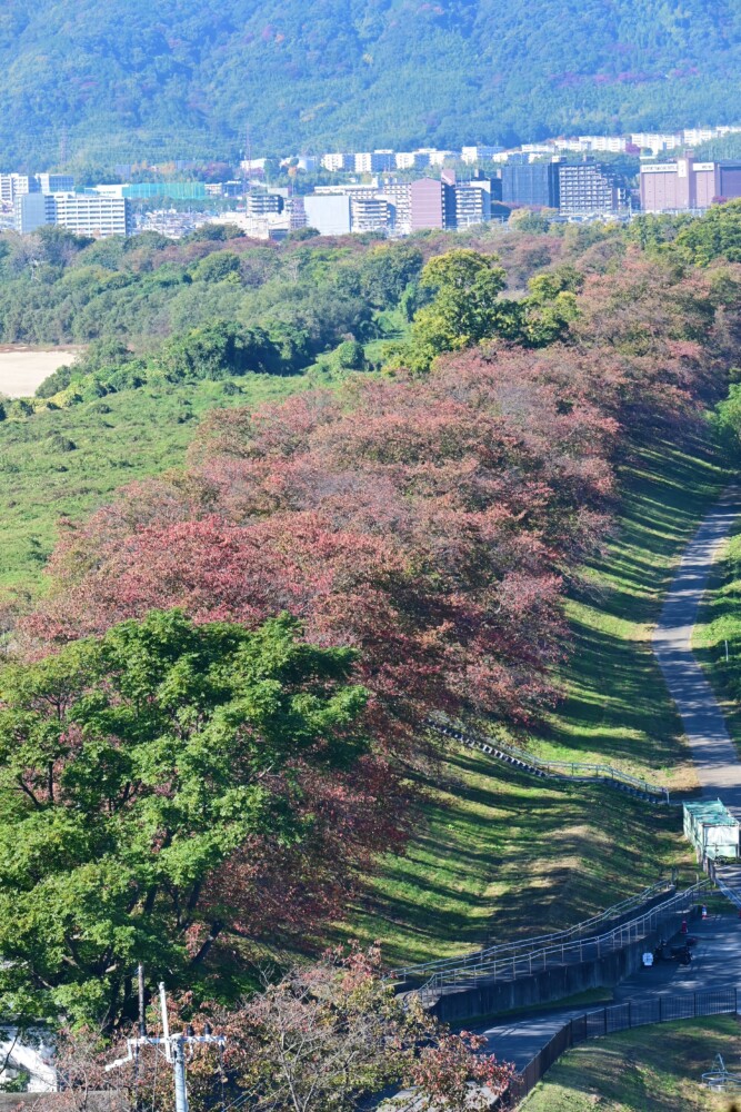 さくらであい館から見た背割堤の桜紅葉　2022年11月6日　撮影：MKタクシー