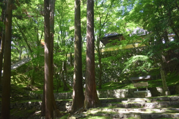 新緑の法常寺　2022年5月7日　撮影：MKタクシー