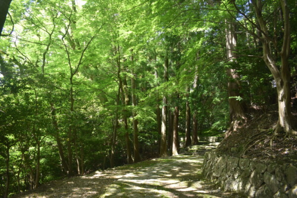 新緑の法常寺　2022年5月7日　撮影：MKタクシー