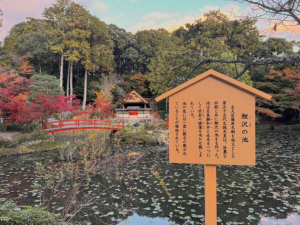 大原野神社の鯉沢の池　2024年11月26日　撮影：MKタクシー