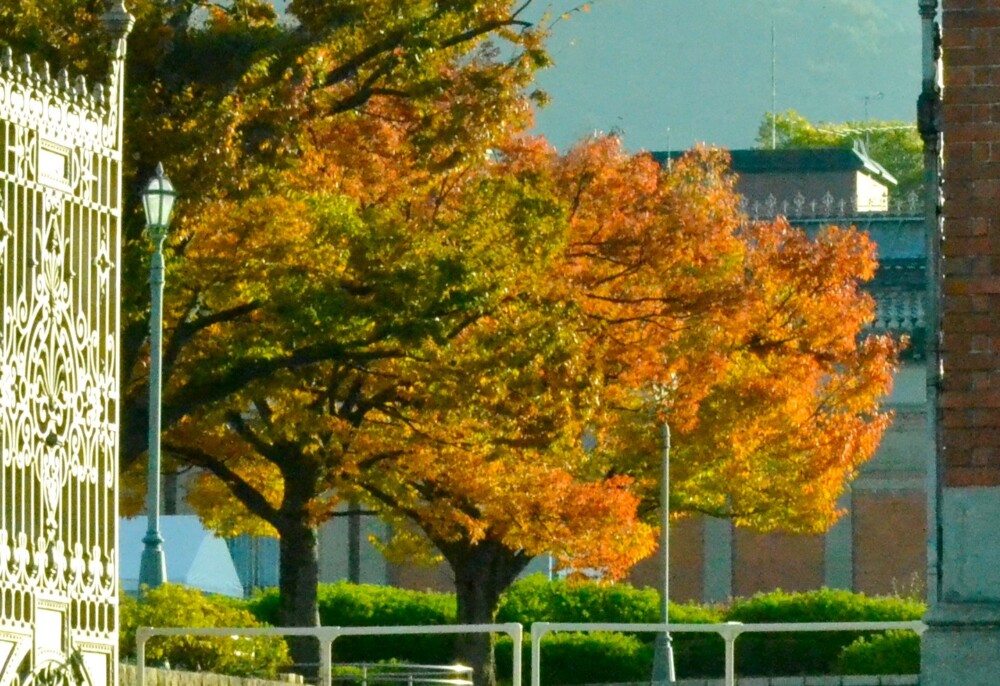 京都国立博物館のケヤキの紅葉　2017年11月13日　撮影：MKタクシー