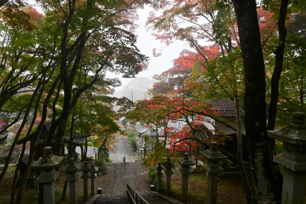 霧に沈む西光寺の紅葉　色づきはじめ　2022年11月11日　撮影：MKタクシー