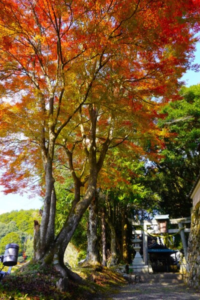 篠葉神社　2023年11月23日　撮影：MKタクシー