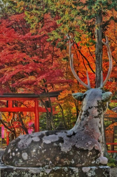 大原野神社の狛鹿と紅葉　2024年12月2日　撮影：MKタクシー