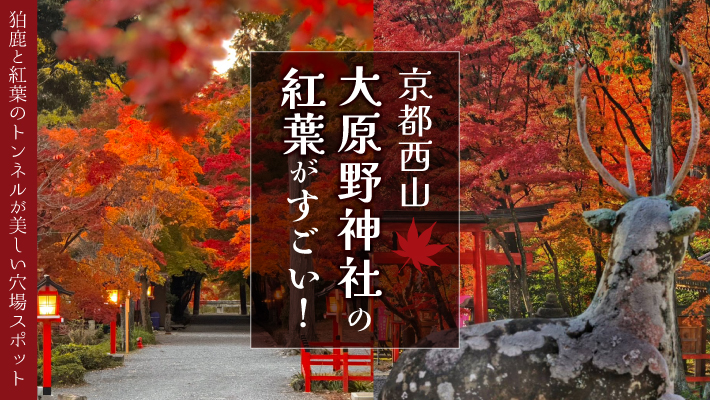 京都西山「大原野神社」の紅葉がすごい！狛鹿と紅葉のトンネルが美しい穴場スポット