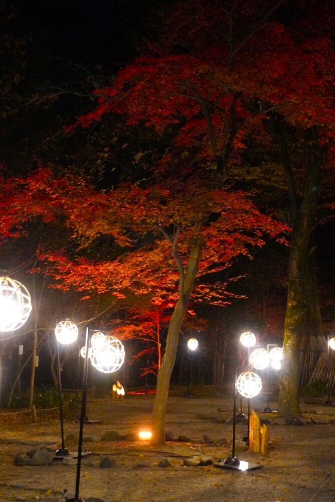 糺の森の「ひかりの京都」紅葉ライトアップ　2023年12月1日　撮影：MKタクシー