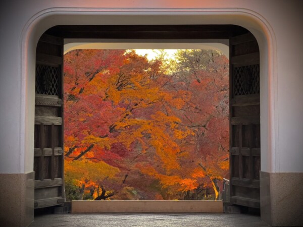 興聖寺・山門の紅葉　2023年12月3日　撮影：MKタクシー