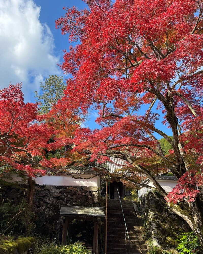 神蔵寺「天上の木」の紅葉　見頃近し　2022年11月8日　撮影：MKタクシー