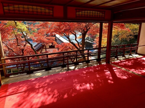 柳谷観音楊谷寺・上書院の紅葉　見頃　2024年11月30日　撮影：MKタクシー