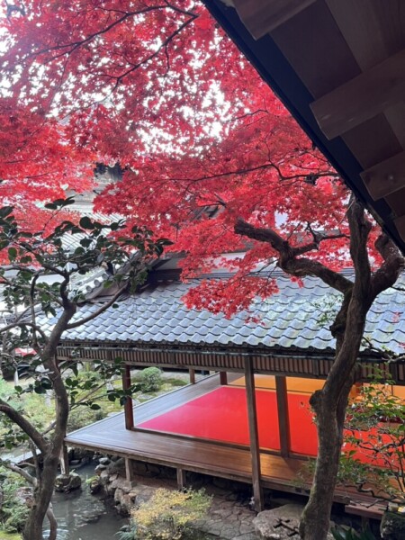 柳谷観音楊谷見た寺・上書院から見た紅葉　2024年11月30日　撮影：MKタクシー