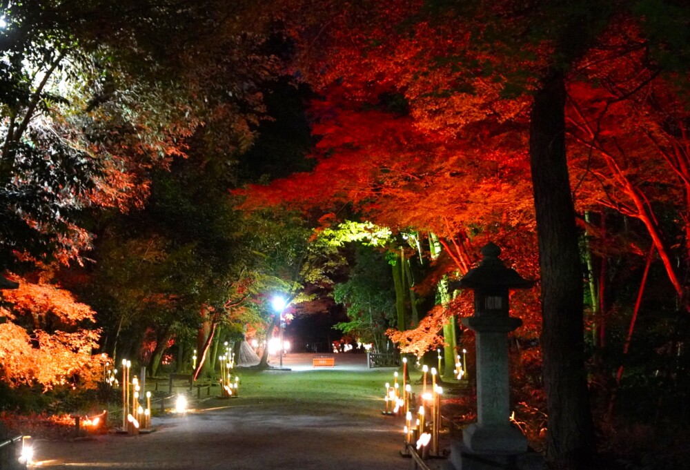 糺の森の「ひかりの京都」紅葉ライトアップ　2023年12月1日　撮影：MKタクシー