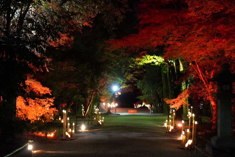 糺の森・表参道の「ひかりの京都」紅葉ライトアップ　2023年12月1日　撮影：MKタクシー