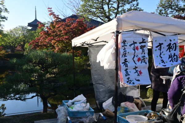 モミジと朝の東寺弘法市　2024年11月21日　撮影：MKタクシー