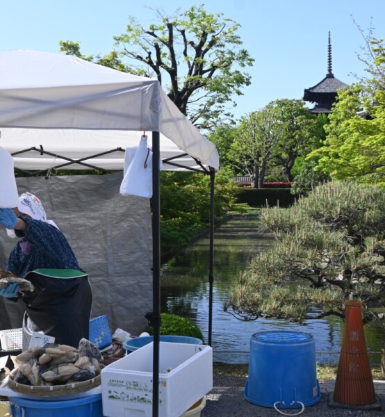 新緑の五重塔とすぐきの露店　2025年4月21日　撮影：MKタクシー