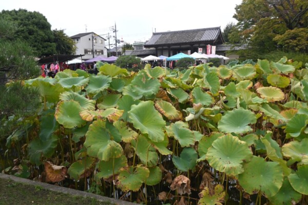 朝の東寺弘法市　2025年10月21日　撮影：MKタクシー