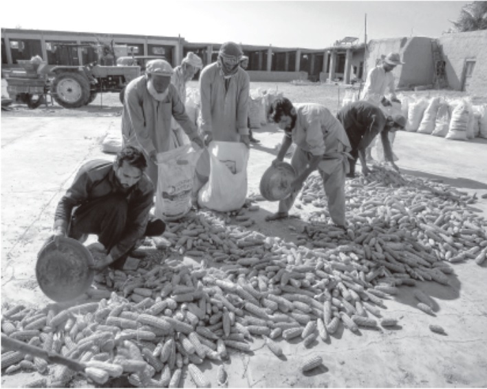 政変後、ガンベリ農場でのトウモロコシの収穫（２０２１年10月18日）