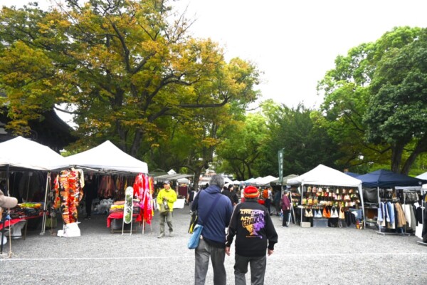 朝の東寺弘法市の色付き始めたケヤキ　2025年10月21日　撮影：MKタクシー