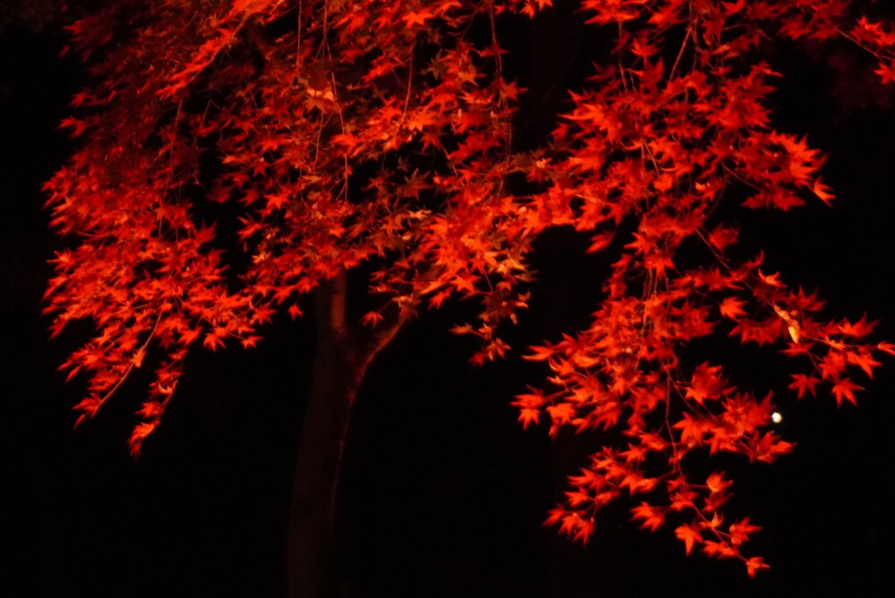 糺の森・表参道の「ひかりの京都」紅葉ライトアップ　2023年12月1日　撮影：MKタクシー