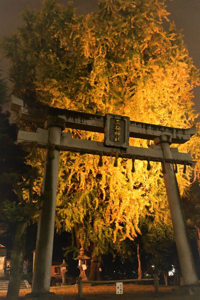 三栖神社のイチョウ　見頃近し　2022年11月28日　撮影：MKタクシー