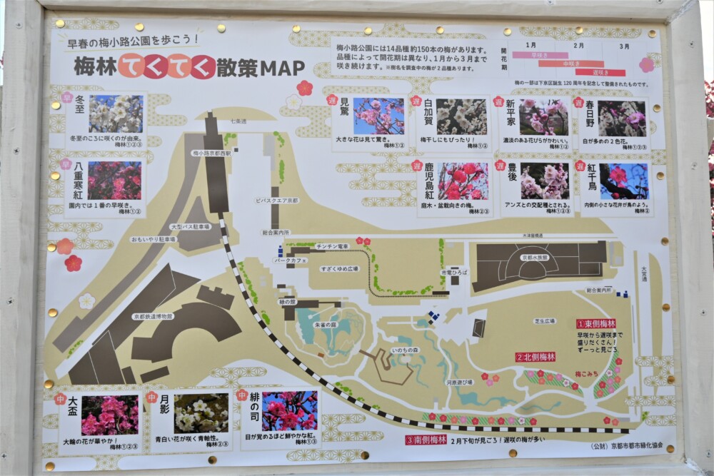 梅小路公園の梅林散策マップ　2023年2月20日　撮影：MKタクシー