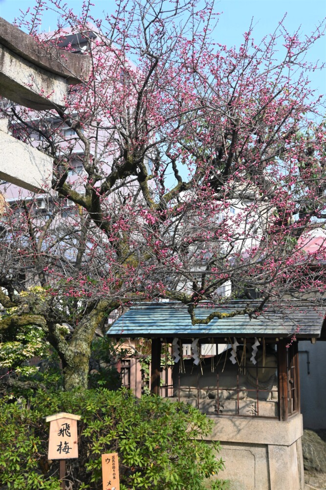 菅大臣神社の飛梅　咲き始め　2023年3月8日　撮影：MKタクシー