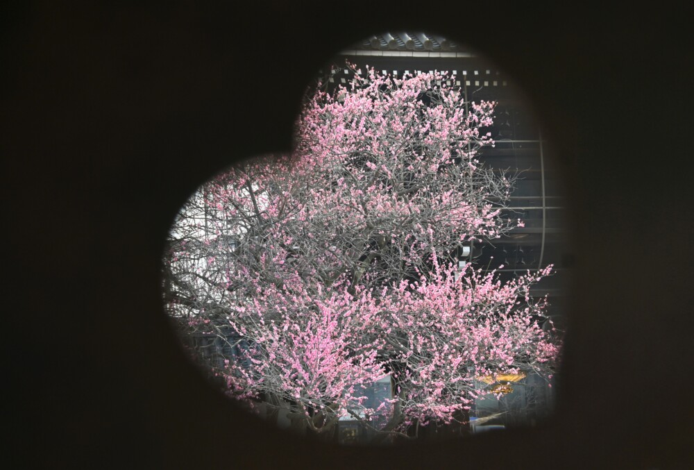 興正寺・手水舎金具の穴からの紅梅　見頃　2023年3月8日　撮影：MKタクシー