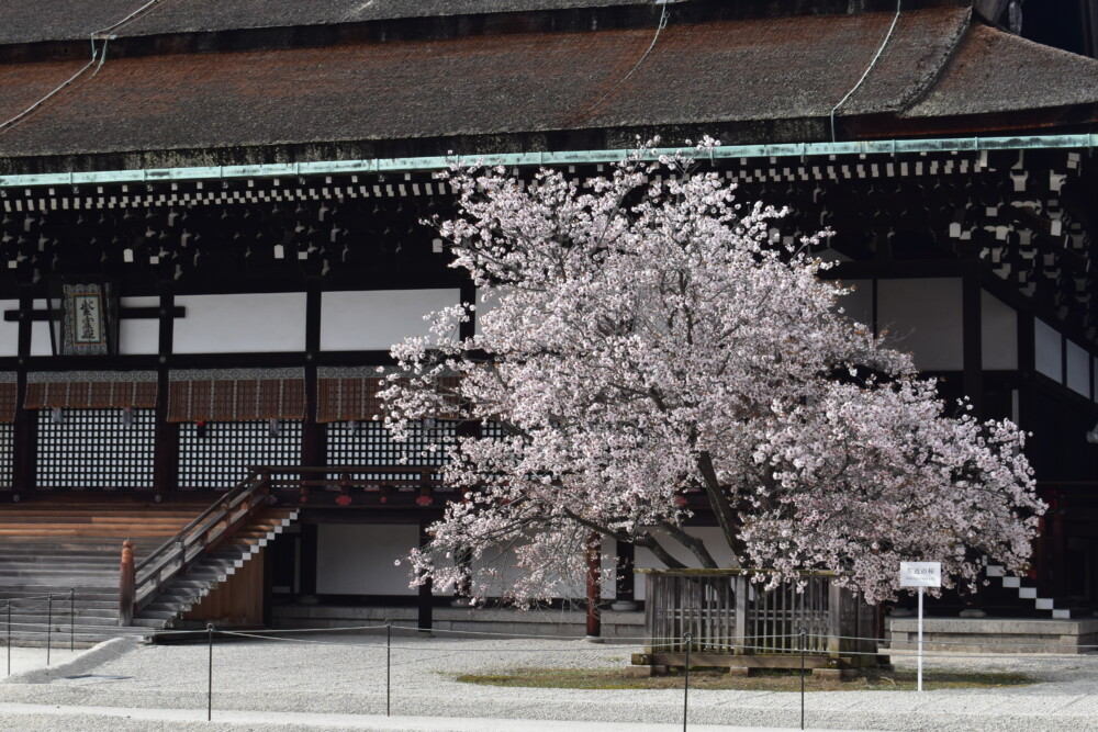 京都御所・紫宸殿前の右近の桜　2020年3月29日　撮影：MKタクシー