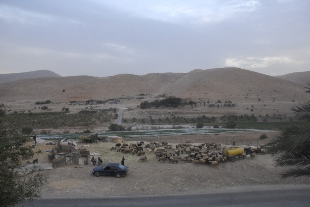 ヨルダン渓谷の山並みと羊