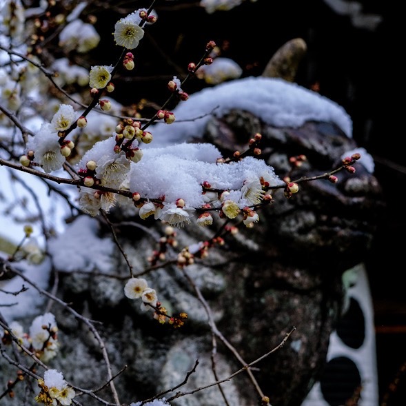 北野天満宮の雪をかぶった雪　2023年2月15日　撮影：MKタクシー