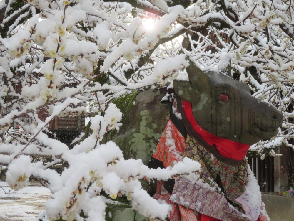 雪と北野天満宮の梅　2023年2月21日　撮影：MKタクシー