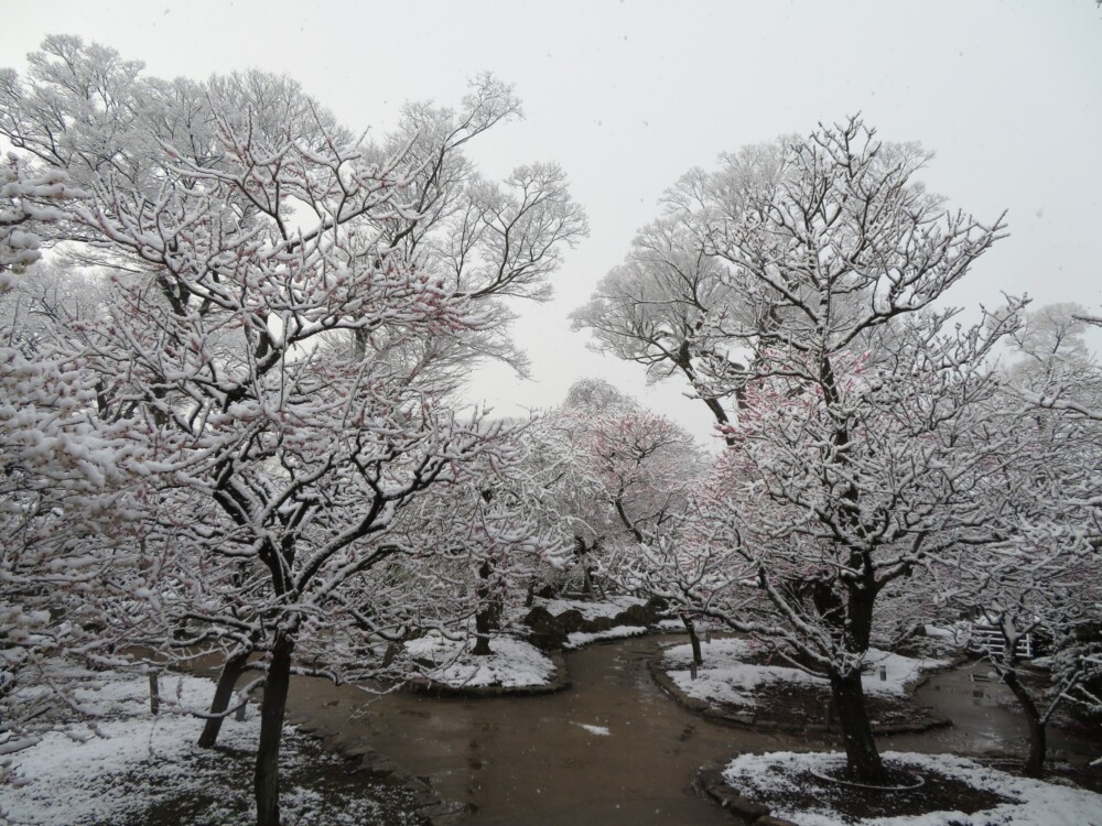 雪と北野天満宮の梅　2023年2月21日　撮影：MKタクシー