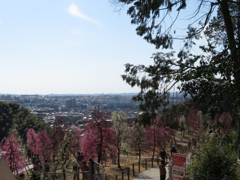 三室戸寺のしだれ梅園　五分咲き　2023年3月5日　撮影：MKタクシー
