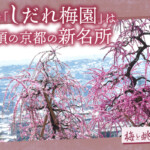 梅と眺望の絶景！三室戸寺「しだれ梅園」は3月が見頃の京都の新名所