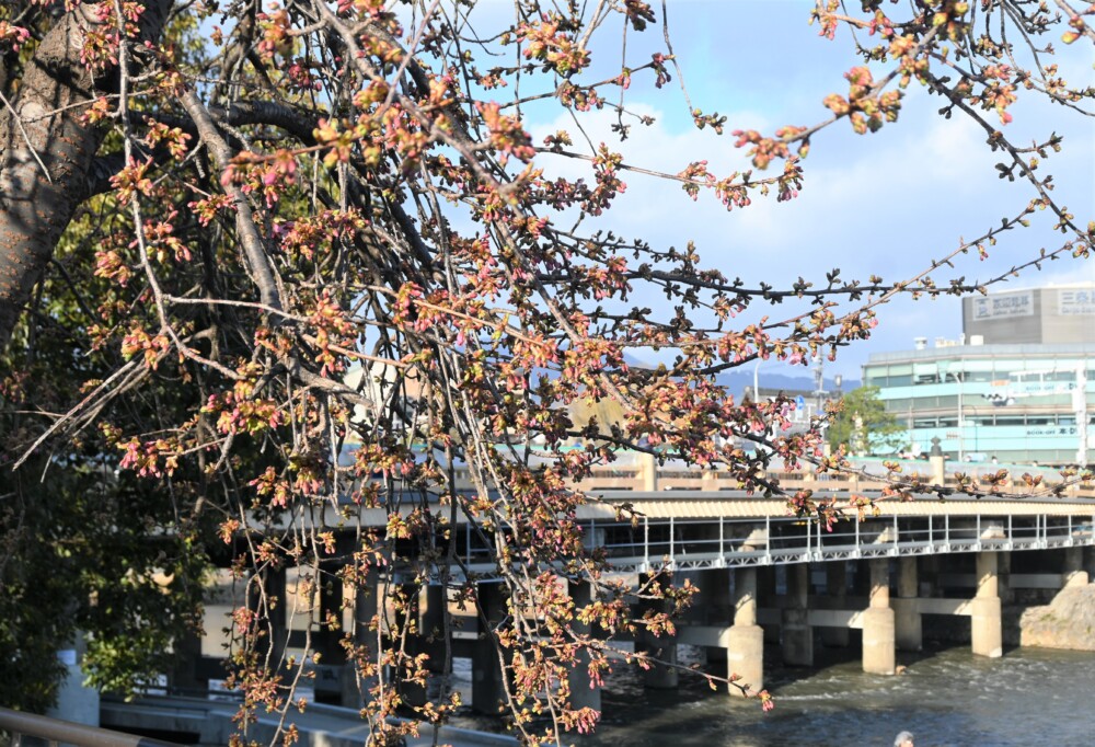 三条大橋西詰の河津桜　つぼみ　2023年2月25日　撮影：MKタクシー