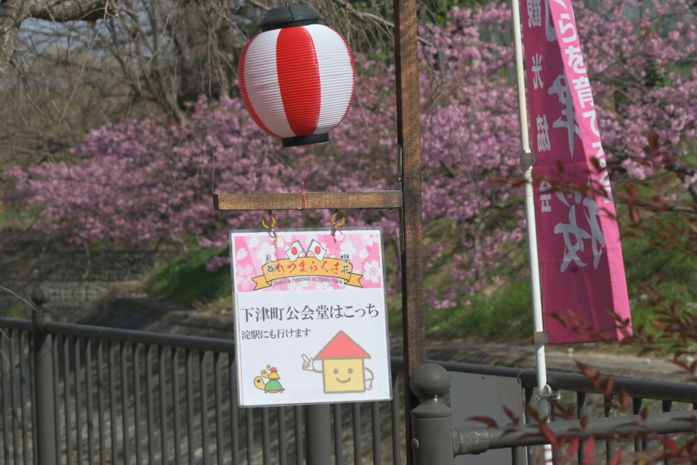 淀の桜まつりへの誘導　2023年3月11日　撮影：MKタクシー