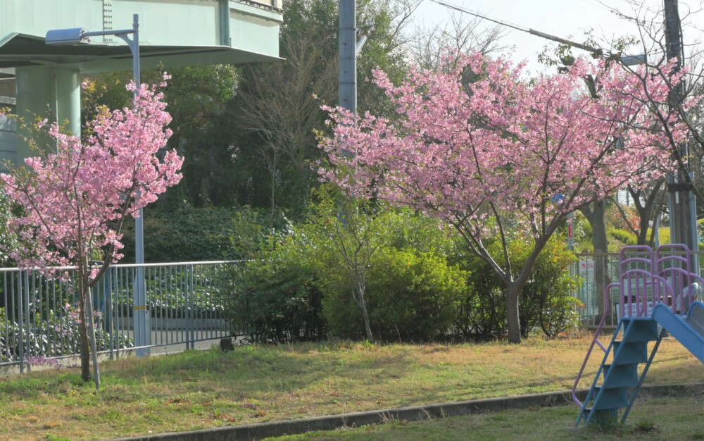 淀際目第2公園の河津桜　満開　2023年3月11日　撮影：MKタクシー