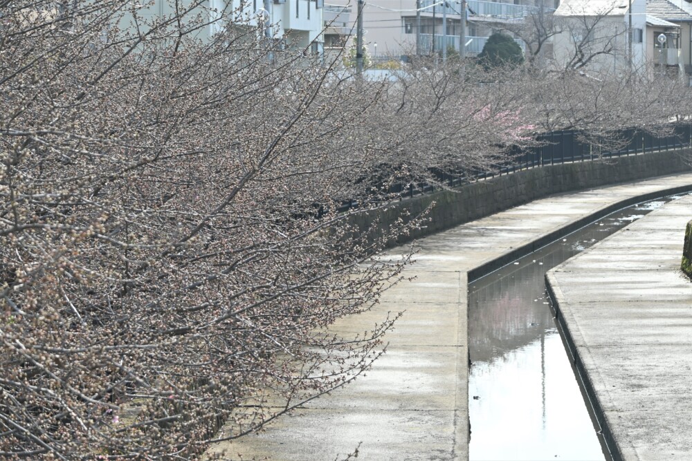 淀水路・京阪側道から見る河津桜　ちらほら　2023年2月25日　撮影：MKタクシー