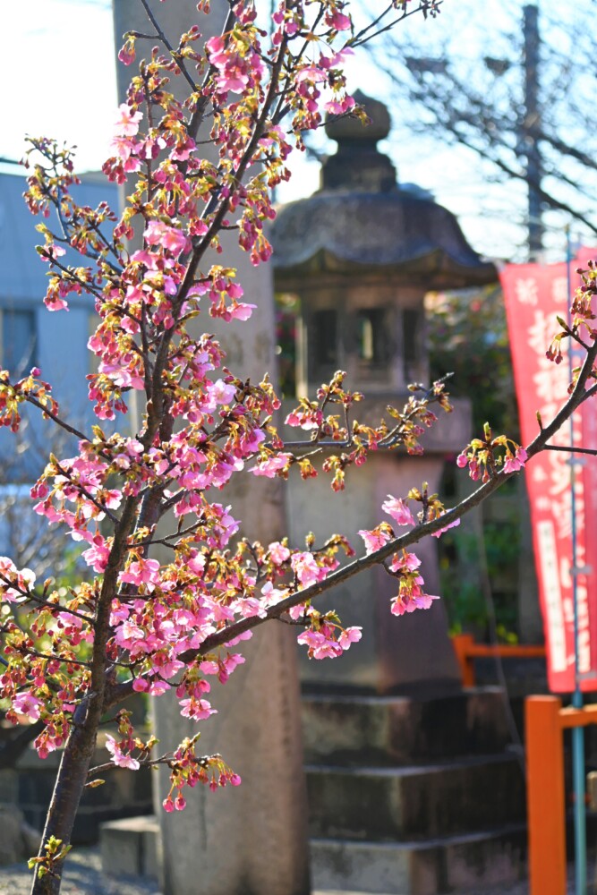 六孫王神社の河津桜と寄進された石灯籠　2023年3月6日　撮影：MKタクシー