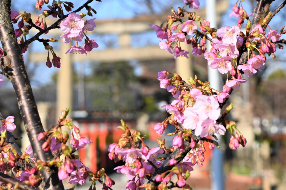 六孫王神社の河津桜　咲き始め　2023年3月1日　撮影：MKタクシー