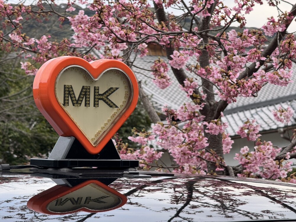 知恩院前の河津桜とMKタクシー　三分咲き　2024年3月1日　撮影：MKタクシー