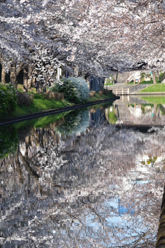 宇治川派流の桜のリフレクション　2021年3月24日　撮影：MKタクシー