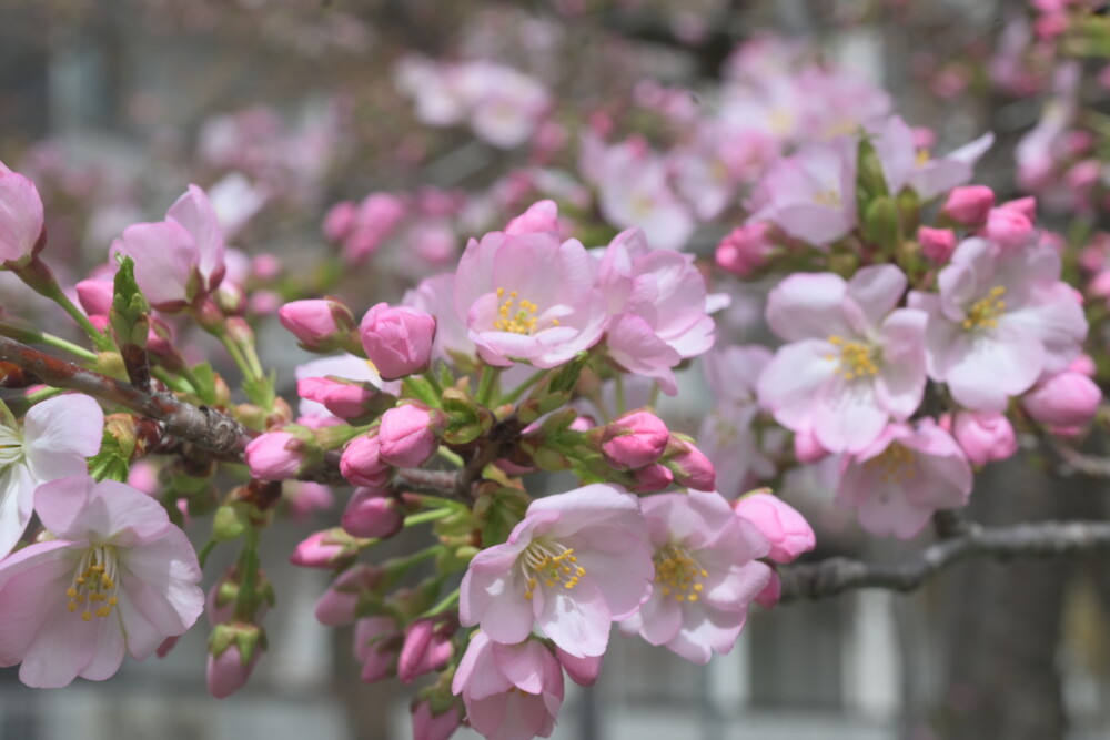 淀水路の淀桜　咲きはじめ　2023年3月25日　撮影：MKタクシー