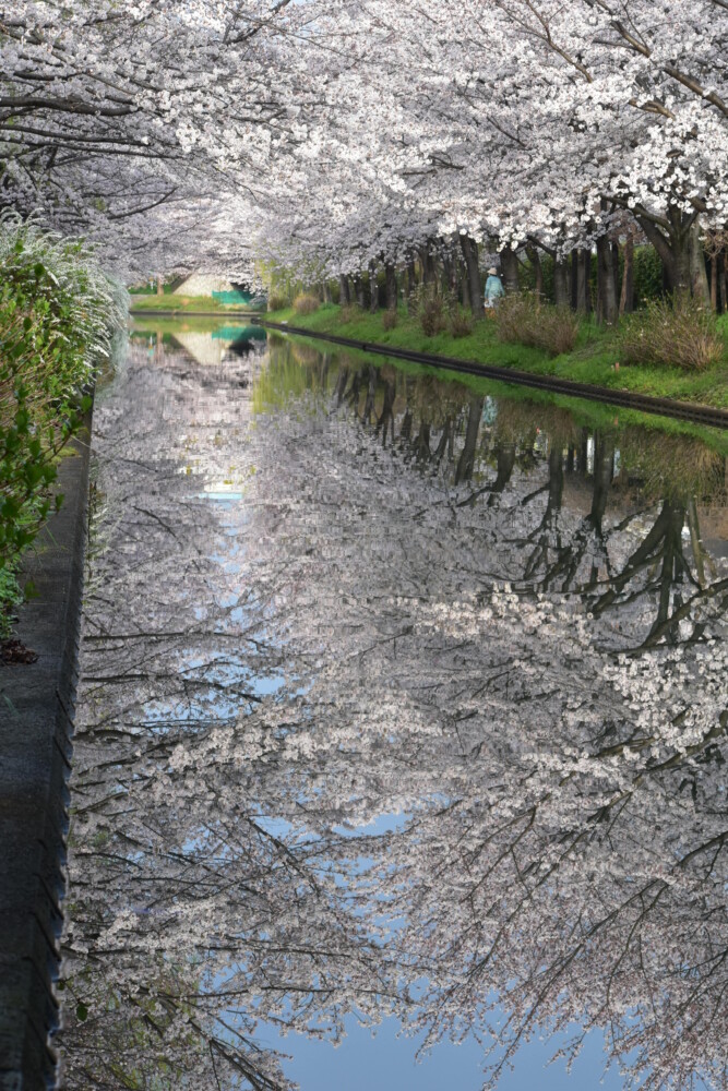 宇治川派流の桜のリフレクション　見頃　2022年4月5日　撮影：MKタクシー