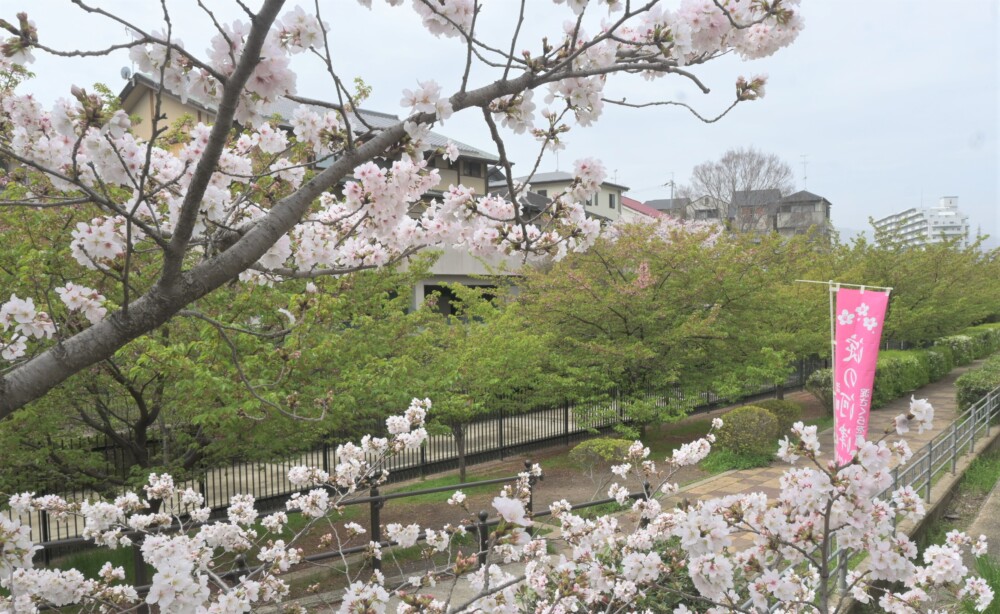 淀水路の満開のソメイヨシノと葉桜の河津桜　2023年3月25日　撮影：MKタクシー