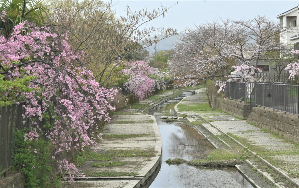 淀水路のソメイヨシノと枝垂桜　見頃　2023年3月25日　撮影：MKタクシー