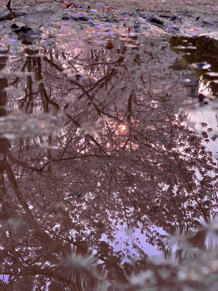 宇治川派流遊歩道の水たまりに映る桜　2022年4月4日　撮影：MKタクシー