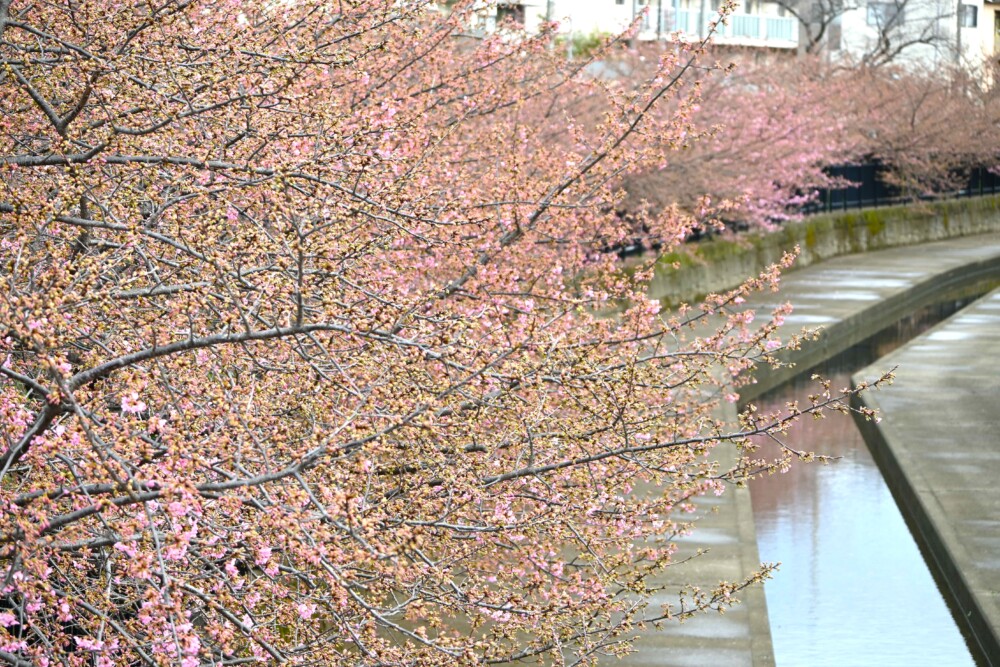 淀水路の河津桜　咲きはじめ　2024年2月23日　撮影：MKタクシー