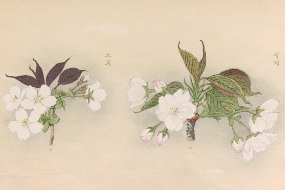 出典：国立国会図書館 NDLイメージバンク「三好学の桜花図譜」
